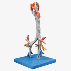 Model of trachea and bronchi, 13008