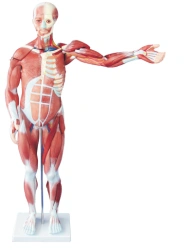 Model of human muscle, male, 80 cm, 27 parts, T1010