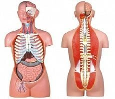 Sexless human torso 85cm, 20 parts, art.T1007