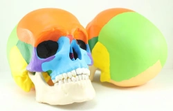 Model Human Skull (coloured), ROST-11118