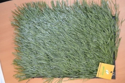 Artificial grass Optigrass Ultra 60 MF