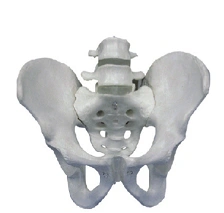 Pelvic bones with 2 lumbar vertebrae, item SK1129-2