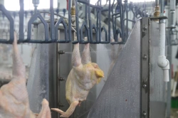 Carcass washing chamber