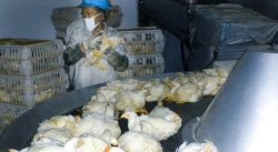 Cage equipment for growing broiler chickens in multi-tier TSVVB batteries