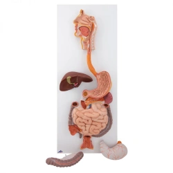 Digestive system, 12001