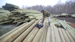 Wooden Support Elements for Overhead Power Lines 0.4-35 kV, 7.5 m, Preserved with CCA