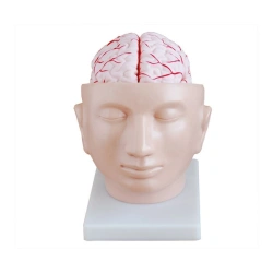 Head brain with arteries on the base of the head, 18219