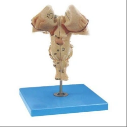 Enlarged model of brain stem, 18215-1