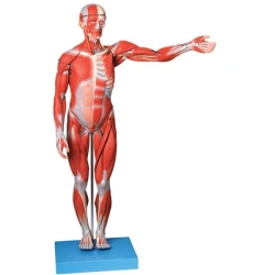 Model of human body with muscles (50 cm), 11303