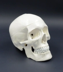 Life-size skull, SK1121A