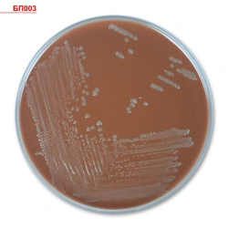 Dense nutrient medium for isolation of fastidious microorganisms, ready for use, Chocolate agar with growth additives.