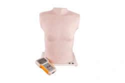Chest auscultation and palpation mannequin, Art.No.PE6414 / XF