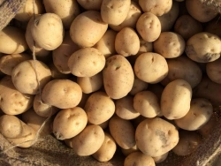 Fresh Potatoes - High-Quality Natural Produce