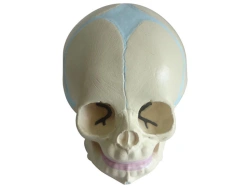 Infant skull model, 11115