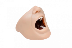 Assembly model of upper and lower jaw for practising anaesthesia skills PD-MA
