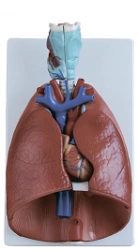 Trachea, heart and lung models, ROST-13012