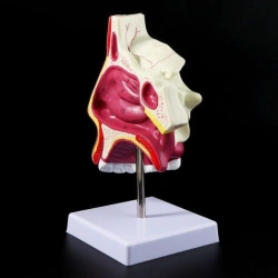 Model of nasal cavity, R3002