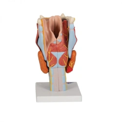 Model of laryngeal cartilage, 13005
