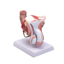 Model of internal and external genitalia (male), D5