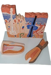 3D Model of skin cross-section, ROST-skin