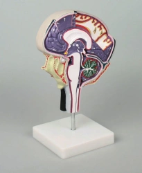 Model of cerebrospinal fluid circulation, 717