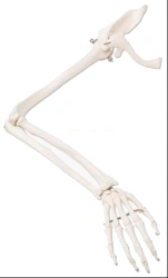 Bones of arm and scapula, item 11123