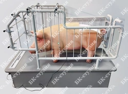 Pig veterinary simulator