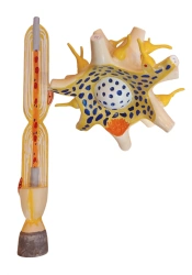 Enlarged model of neuron, ROST-18001