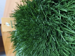 Artificial grass Optigrass XWR 70 MF