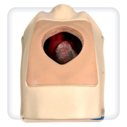 M1143 Chest model for practising cardiac surgery skills