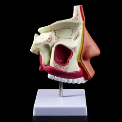 Enlarged model of nasal cavity, 11134