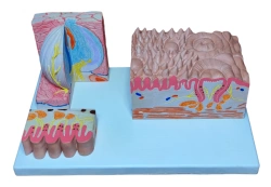 Model of tongue, ROST-17208