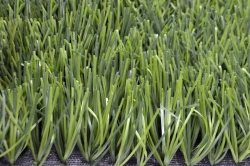 Artificial grass Grass 50/14 PU