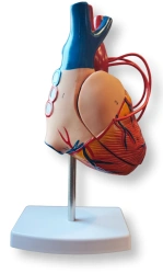 Heart model 1:1, 4 parts , ROST-16007-4