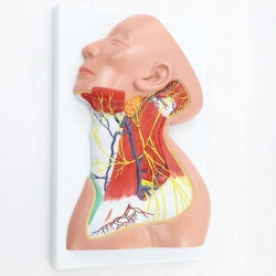 Model of neck anatomy, 18229