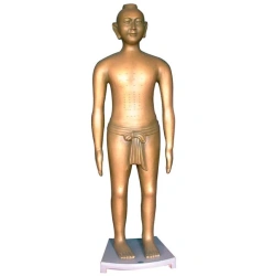 Human figure for acupuncture (166 cm), 41033