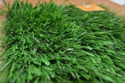 Artificial grass Optigrass Classic 55 MF