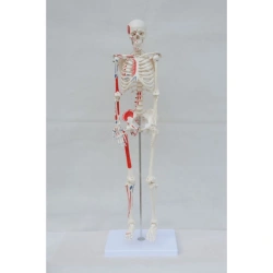 Model of human skeleton with fixation points of muscles, tendons on one side 180 cm. SK1102/11102-2