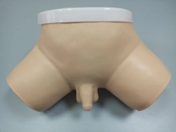 Male pelvic model for examination, genital examination F2