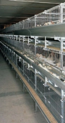 Poultry breeding equipment for breeding repair poultry, model UV-S 680A
