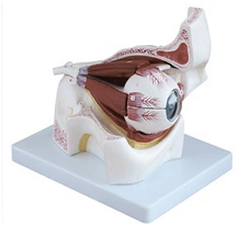 Eyeball (6 : 1), item S7104