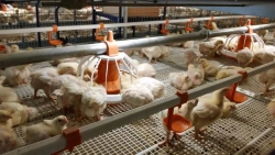 Broiler rearing plant, model "CARRE-SLIDING"