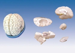 Anatomical model of brain (3 parts),art.18203-2