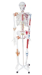Model of human skeleton with fixation points of muscles, tendons 180 cm 11102-1