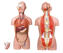 Torso (unisex) 85 cm, 10003A