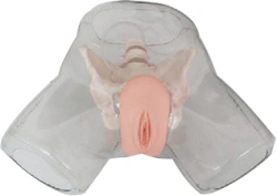 Bladder catheterisation model (female), D2