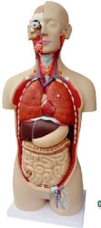 Anatomical model of human body with internal organs (85 cm), 11301-2