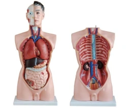 Model of human torso (male), 10002