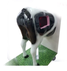 B1002 Simulator Rectal examination and artificial insemination of cattle