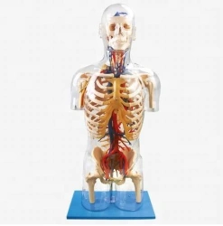 Model of human body, bones and internal organs, 11304-2